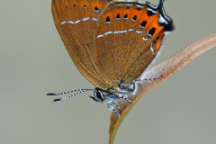 Black-Hairstreak-by-Pauline-Richards-ADVANCED-9