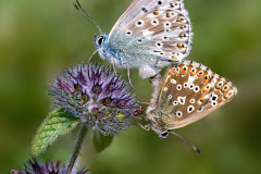 Chalkhill-Blues-Mating-by-Suzy-Courtnage-ADVANCED-10