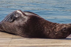Chilling-on-the-dock-by-Sue-Erler-INTERMEDIATE-9.5