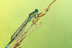 Common-Blue-Damselfly-by-Suzy-Courtnage-ADVANCED-9