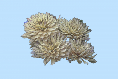 Dahlias-by-Grant-Dawkins-ADVANCED-9.5