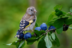 Juvenile-goldfinch-by-Mike-Young-ADVANCED-9.5