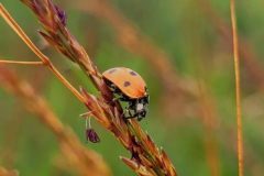 Ladybird-by-Dylan-Harvey-ENTRY-9