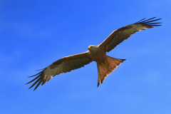 Red Kite over Elstead - Claire Lassiter - Intermediate 10