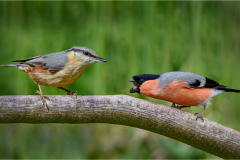 Bullfinch-verses-Nuthatch