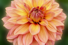 Dahlia