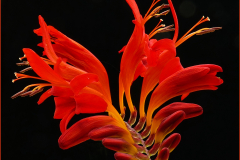 Flame Flower