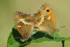Gatekeepers mating