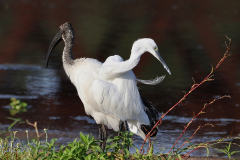 Great Egret and Sacred Ibis
