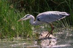 Heron