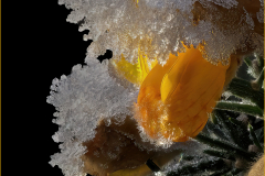 Hoar frost on gorse