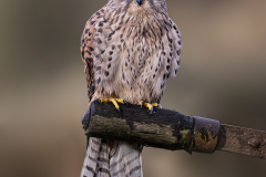 Kestrel