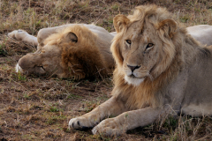Masi Mara Lions
