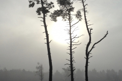 Misty Morning