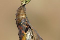 Painted Lady emerging from pupa