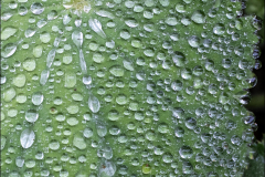 Raindrops