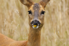 Snacking Deer