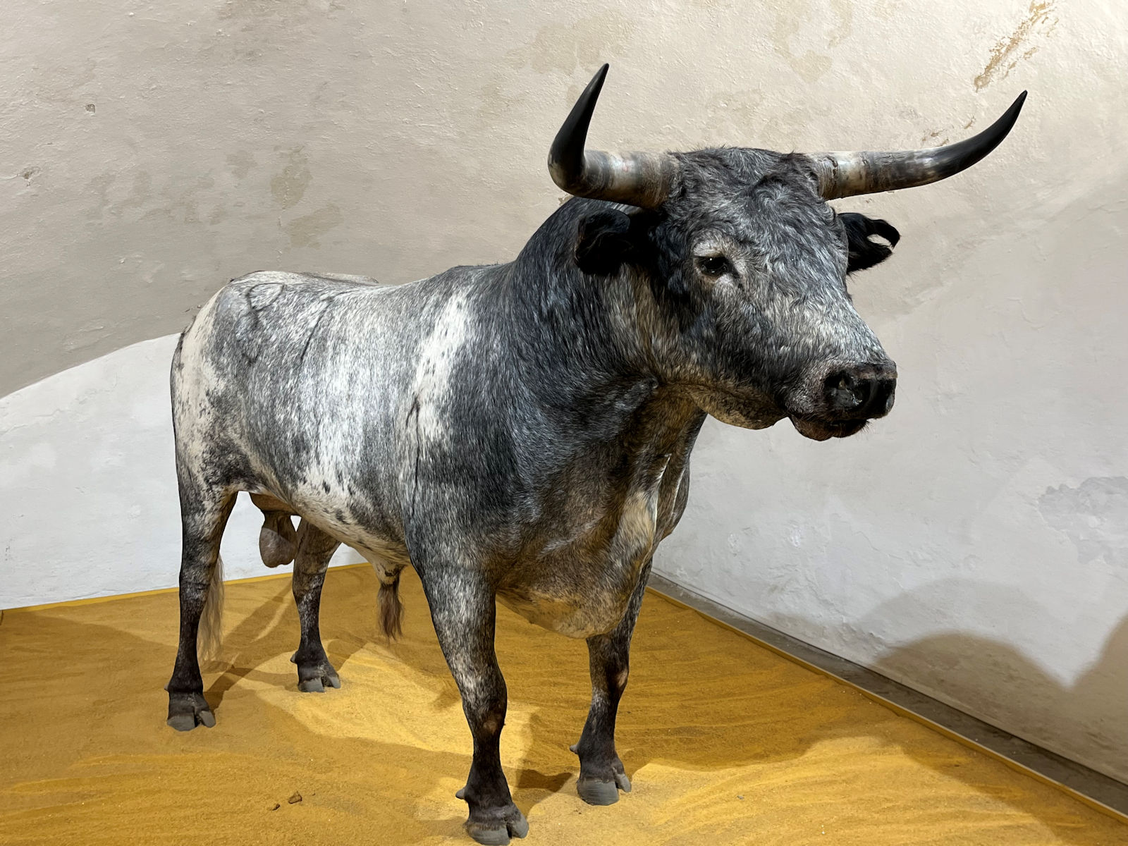 10-Bull-Murcielago-by-John-Baker
