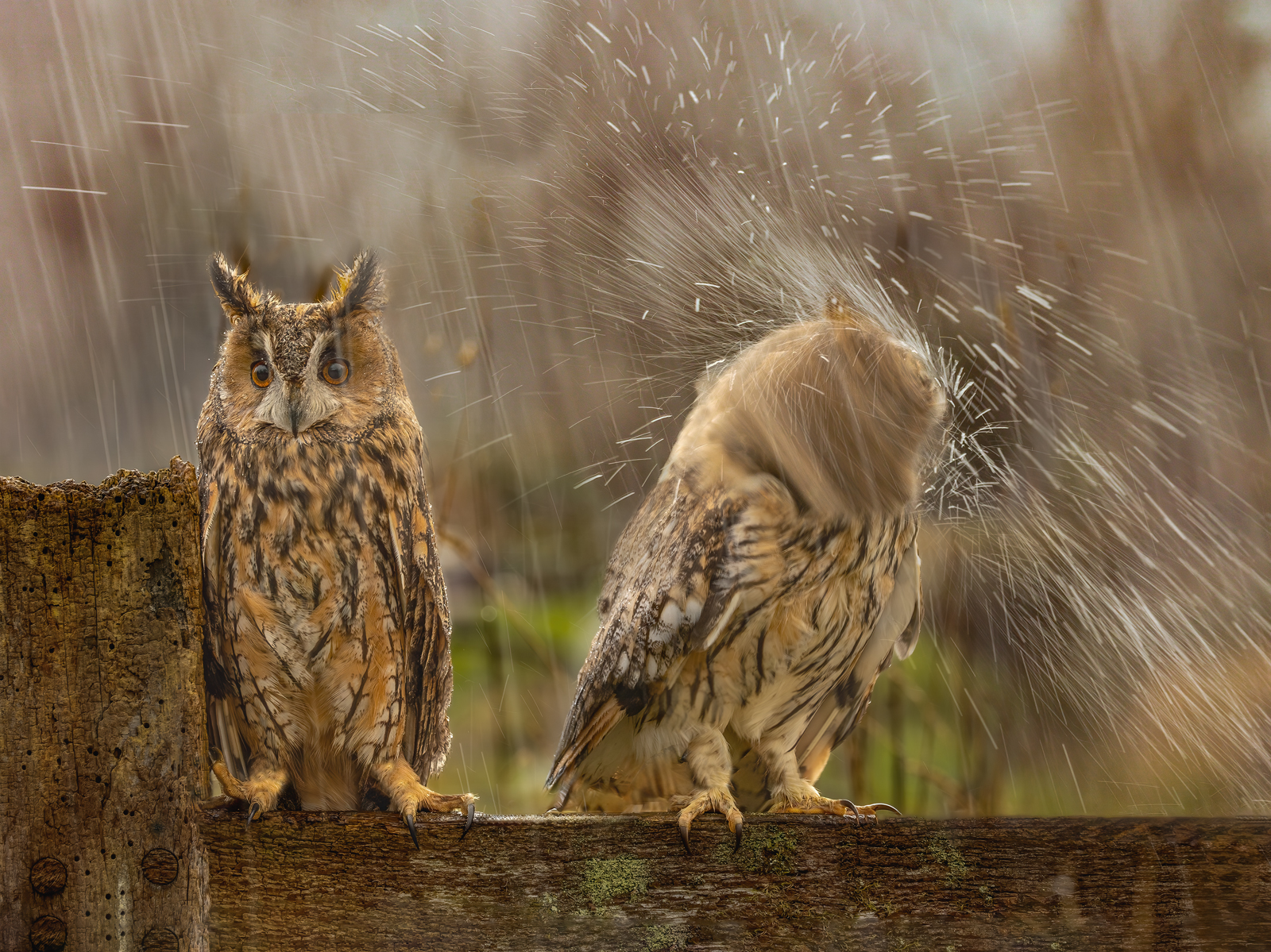 10-Owls-in-the-Drenching-Rain-by-Robert-Ayto
