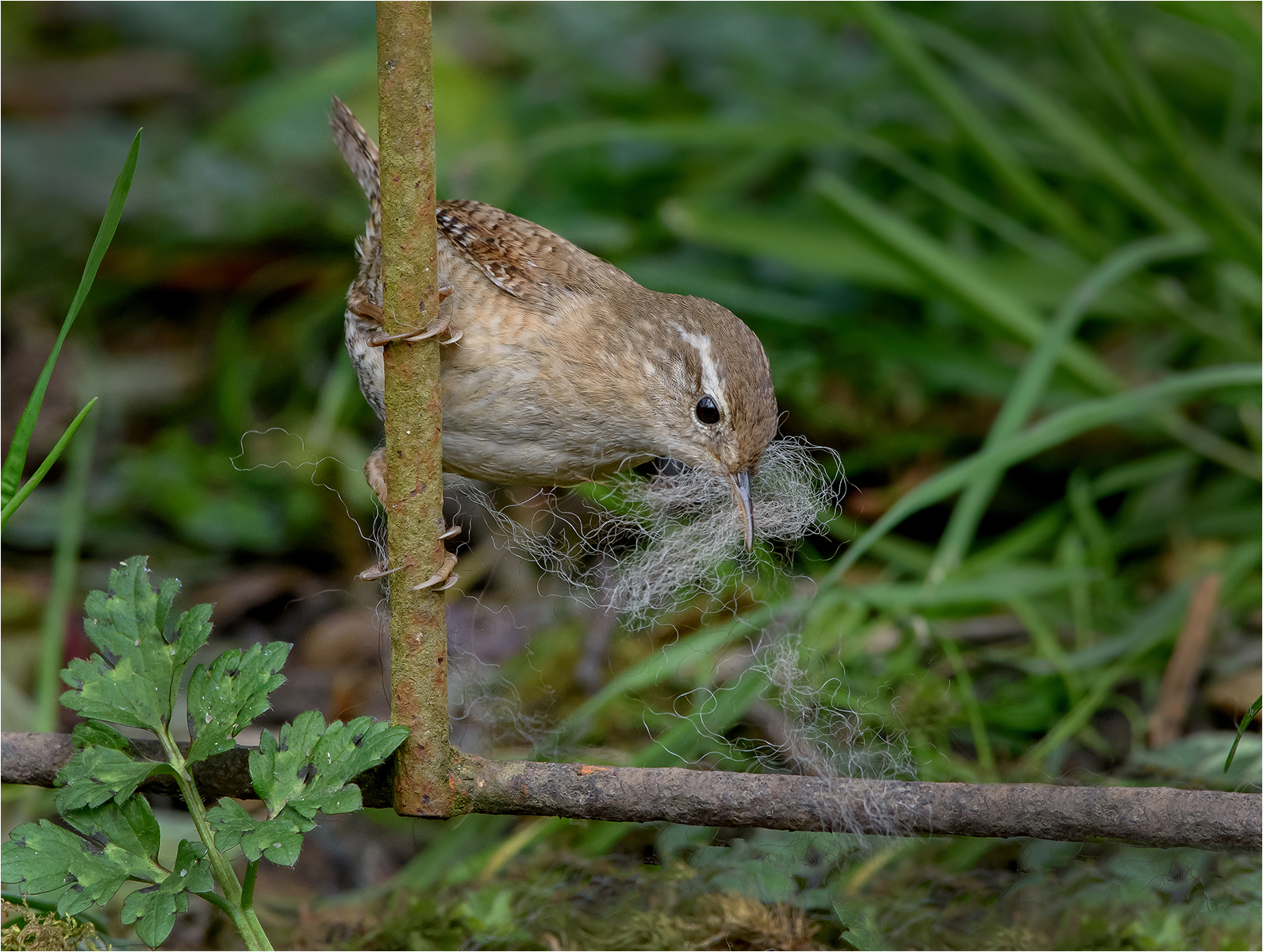 9-Female-Wren-collecting-nesting-material-by-Mike-Young