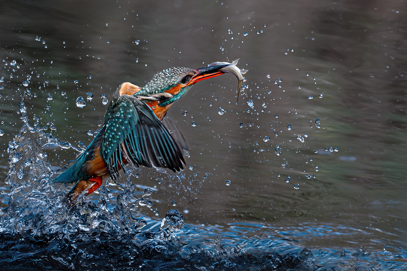 9-Kingfisher-with-Catch-by-Suzy-Courtnage