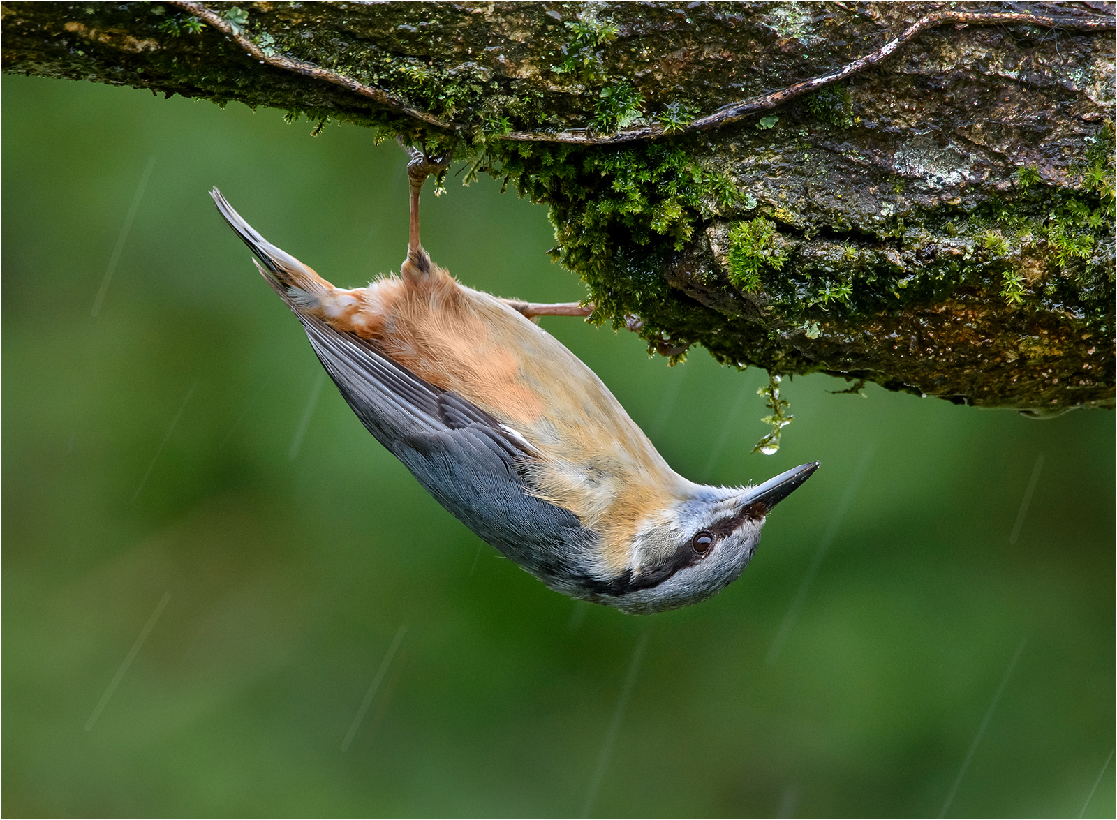 9.5-Nuthatch-by-Mike-Young