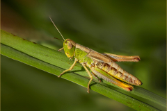 10-Stationary-Grasshopper-by-Robert-Ayto