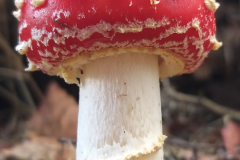 9-Red-Mushroom-by-Dylan-Harvey