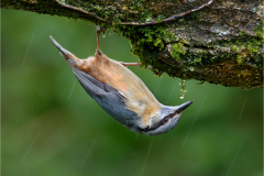 9.5-Nuthatch-by-Mike-Young