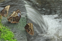 Blue-Morpho-Butterflies-At-The-Waterfall-by-Paul-Crook-9-Advanced-Open