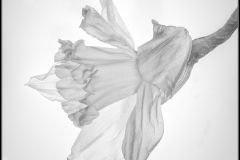 Daffodil-by-Kathleen-Bird-10-Advanced-BW
