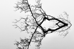 Fallen-Branch-in-a-Misty-Lake-by-Diana-Grant-9.5-Advanced-BW