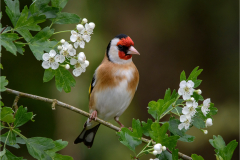 Goldfinch-with-blossom-by-Mike-Young-10-Advanced-Open