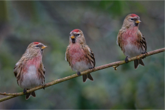 Lesser-Redpoll-males-by-Mike-Young-10-Advanced-Open