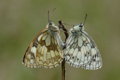Marbled-Whites-Mating-by-Pauline-Richards-10-Entry-Open