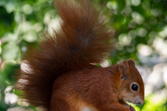 Red-Squirrel-by-Geoff-Sargent-9.5-Intermediate-Open