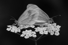 Wood-Whites-Mating-by-Pauline-Richards-10-Entry-BW