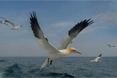 ADVANCED-10-Northern-Gannets-search-for-fish-by-Mike-Young