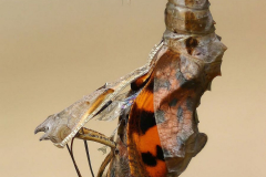 ENTRY-10-Comma-emerging-from-pupa-by-Pauline-Richards