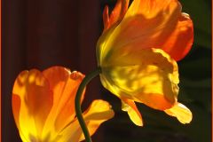 Backlit Tulips by Sue Erler