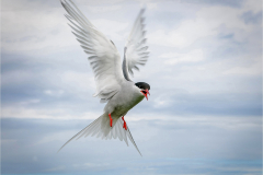 Arctic-tern-attack-by-Mike-Young-Advanced-9.5