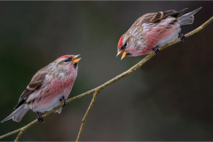Lesser-Redpoll-squabble-by-Mike-Young-Advanced-9.5