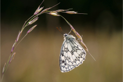 Marbled-white-male-roosting-by-Mike-Young-Advaanced-10