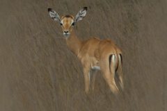 Newborn-Impala-calf-by-Grant-Dawkins-Advanced-9
