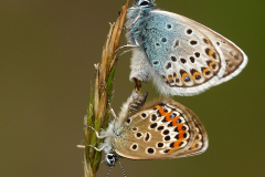 Silver-studded-blues-mating-by-Pauline-Richards-Entry-10